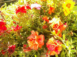 ℗ 1979 universal music ab. Ten O Clock Flower My Botanical Garden