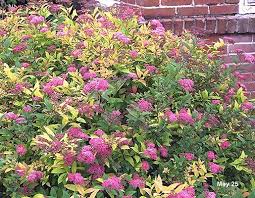 Image result for spirea japonica gold princess
