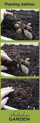 However, if you do plant them inside, it's a good idea to provide supplemental lighting once the plant breaks through to the surface of your soil. Dahlias Are Easy To Grow And Now Is The Time Plant Them The Fabulous Garden