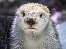 Sea Otter Blep The Daily Otter In 2020 Sea Otter Otters Sea Animals