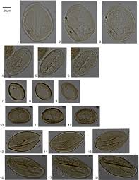 Image result for Millettia psilopetala