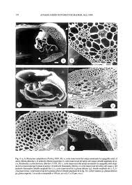 Image result for Rhytachne subgibbosa