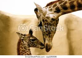 Giraffes Kissing Mom And Baby Touching Noses Canstock