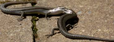 Instead of widespread application of weed killers, treat weed issues on the spots, especially on the lawn. Skinks Backyard Buddies