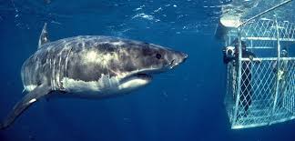 Image result for Shark
