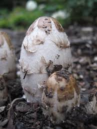 We did not find results for: Coprinus Comatus The Shaggy Mane Mushroom Benefits Identification