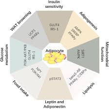 Lee choon wan & co. Frontiers Effect Of Panax Notoginseng Saponins And Major Anti Obesity Components On Weight Loss Pharmacology