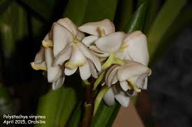 Image result for Polystachya virginea