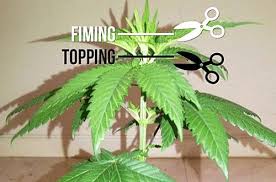 Tutorial How To Grow Cannabis Indoors Using Led Grow Lights