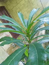 Image result for Macadamia tetraphylla