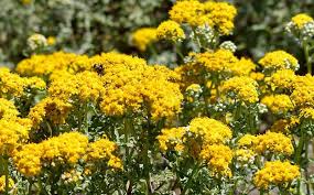 Image result for Chrysophyllum viridifolium