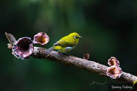 A Little Male Splendid Fairy Wren In Eclipse Samphire Is On Of My Favourite Settings South Of Perth Cutebird Allmightybirds Cute Birds Animals Bird