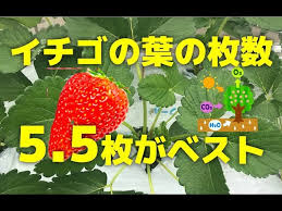 いちごの葉とわき芽の管理方法をプロが解説 Youtube