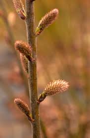 Image result for Vandellia humilis