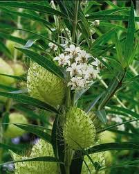 Native To Africa In 2020 Asclepias Plants Milkweed Seeds