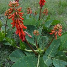 Image result for Erythrina zeyheri