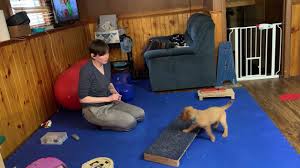 Copper metal framed mirror, $73; Fenzi Dog Sports Academy Core Courses