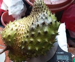 See more of durian belanda on facebook. 8 Dis 2020 Durian Belada Buah Kebun Buahan Sayuran Facebook