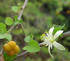 Image result for Grewia falcistipula