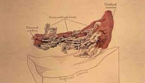 Weibliche Prostata Mythos Oder Realitat
