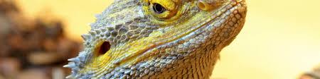 Yellow fungus is an extremely contagious infection bearded dragons can develop due to poor hygiene, contact with an infected animal, or a lowered immune system. Bearded Dragon Yellow Head