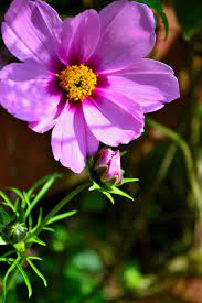 Dog Rose Romania National Flower Countries Of The World Flowers Rose