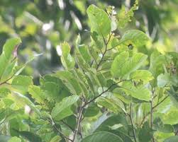 Image result for Searsia acuminatissima