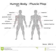 Click on the name of the muscle, or the image, to see weight training exercises. Photo About Male Human Body Muscle Map With Major Muscle Names Front And Back Vector Eps 10 Illustration Human Body Muscles Body Muscles Names Muscle Names
