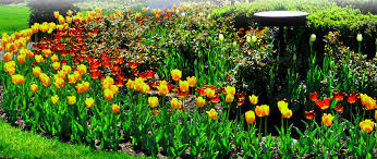 Check spelling or type a new query. Deer Repellent And Deer Deterrent Services Savatree