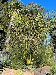 Image result for Cycas