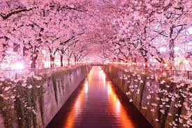 The 2021 japan cherry blossom forecast. 13 Sakura Tunnel Japan 20 Magical Tree Tunnels You Should Definitely Take A Walk Through Tree Tunnel Cherry Blossom Japan Beautiful Tree