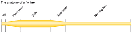 (in reality, that should be an important part of choosing your rod also.) it's the mass of the fly line that will carry the fly, so if you will be throwing big, heavy or wind resistant flies, you will need. Fly Line Anatomy Global Flyfisher My Fly Line Doesn T Understand Me And I Don T Understand It This Article Tries To Explain Tapers Densities Coatings Memory And All The Terms Used