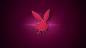 bunny wallpapers 72 images