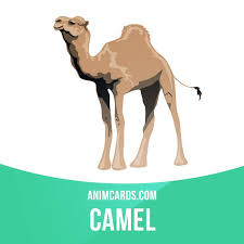 Camels store energy in their humps for the times when food sources. Pin En Animal Cards