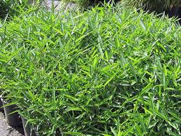 Image result for Pilea bambuseti