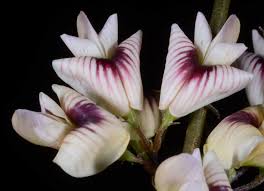 Image result for Kraussia kirkii