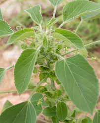 Image result for Acalypha fruticosa