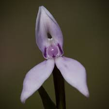 Image result for Brownleea maculata