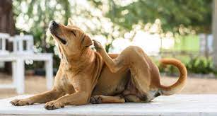 Dog Allergies Causes Symptoms And Treatment Bechewy