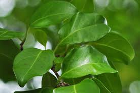 Image result for Canthium inerme