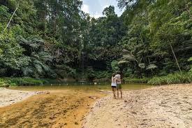 Many of the trees are huge, magnificent giants that dwarf the trekker. Lambir Hills National Park Miri Tickets Tours Book Now