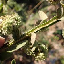 Image result for Laggera crispata