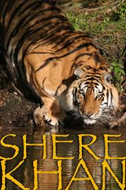 Walk in north straub park in st. Shere Khan Our Largest Tiger At Big Cat Rescue Tampa Fl Big Cat Rescue Big Cats Big Cat Rescue Tampa
