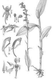 Image result for Satyrium orbiculare