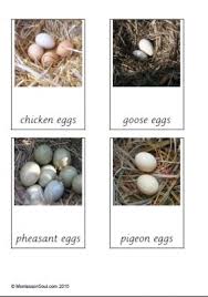 Match The Birds With Their Nests Birds And Their Eggs Montessorisoul Montessori Materials Available For Free Birds For Kids Oviparous Animals Montessori Science