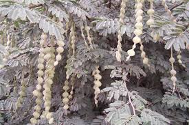 Image result for Embelia nilotica