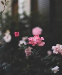 Aster is a flower that means loyalty, understanding, belief, and valor. Arbutus Flower Meaning Symbolism And Colors Pansy Maiden