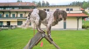 ➦ jetzt informieren & kärnten mit ihrem hund entdecken! Erlebnis Hotel Appartements Wellness Und Sport Karnten Latschach Am Faaker See Sud Roadbike Holidays Und Aktiv Urlaub Am See Von Seiner Schonsten Seite