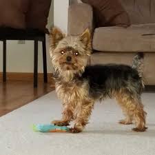 Yorkshireterriers Yorkies Samsungnote8 Yorkies Yorkielovers Yorkieshout Pet Dogs Pets Yorkshireterriers Yorkie Petco Pet Yorkie Lovers Yorkie Pets