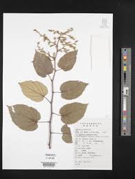 Image result for Rubus chapmanianus